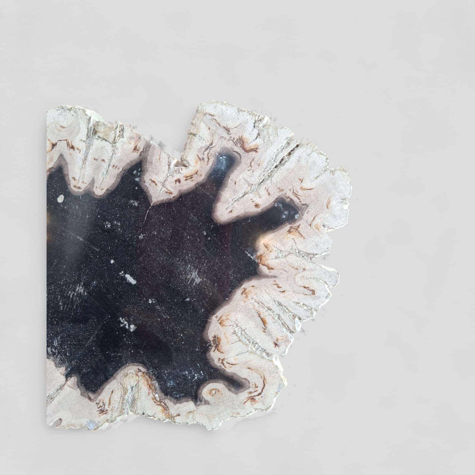 FOSSIL PRESENTATION PLATE