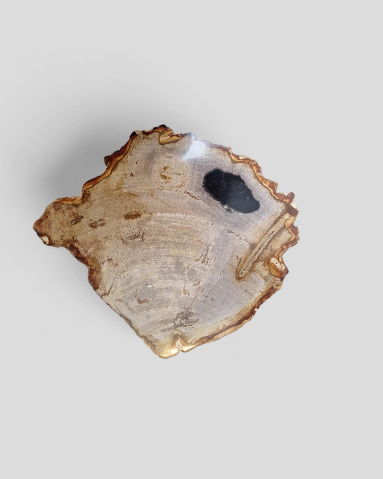 FOSSIL PRESENTATION PLATE