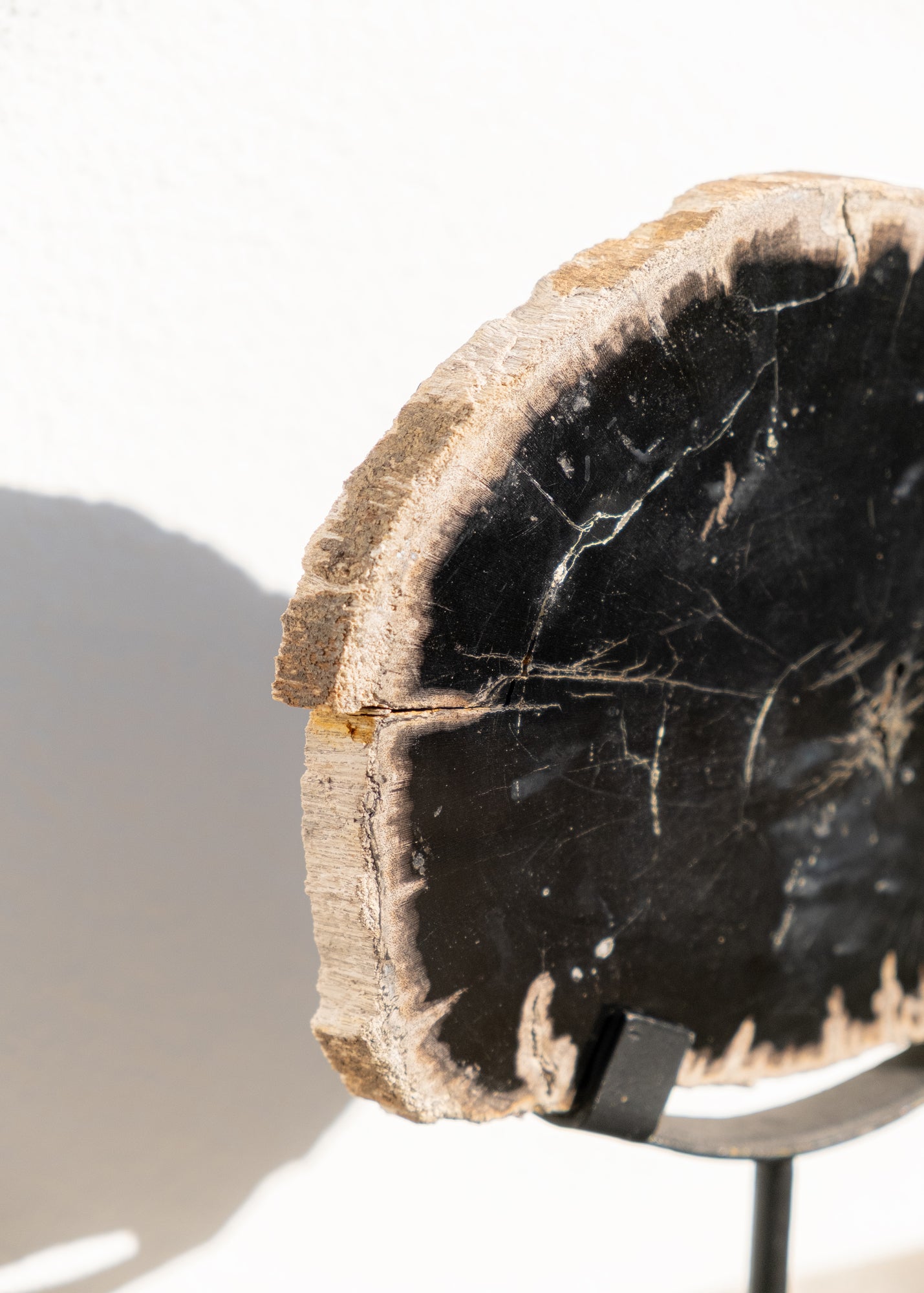 STANDLI FOSİL RİNG