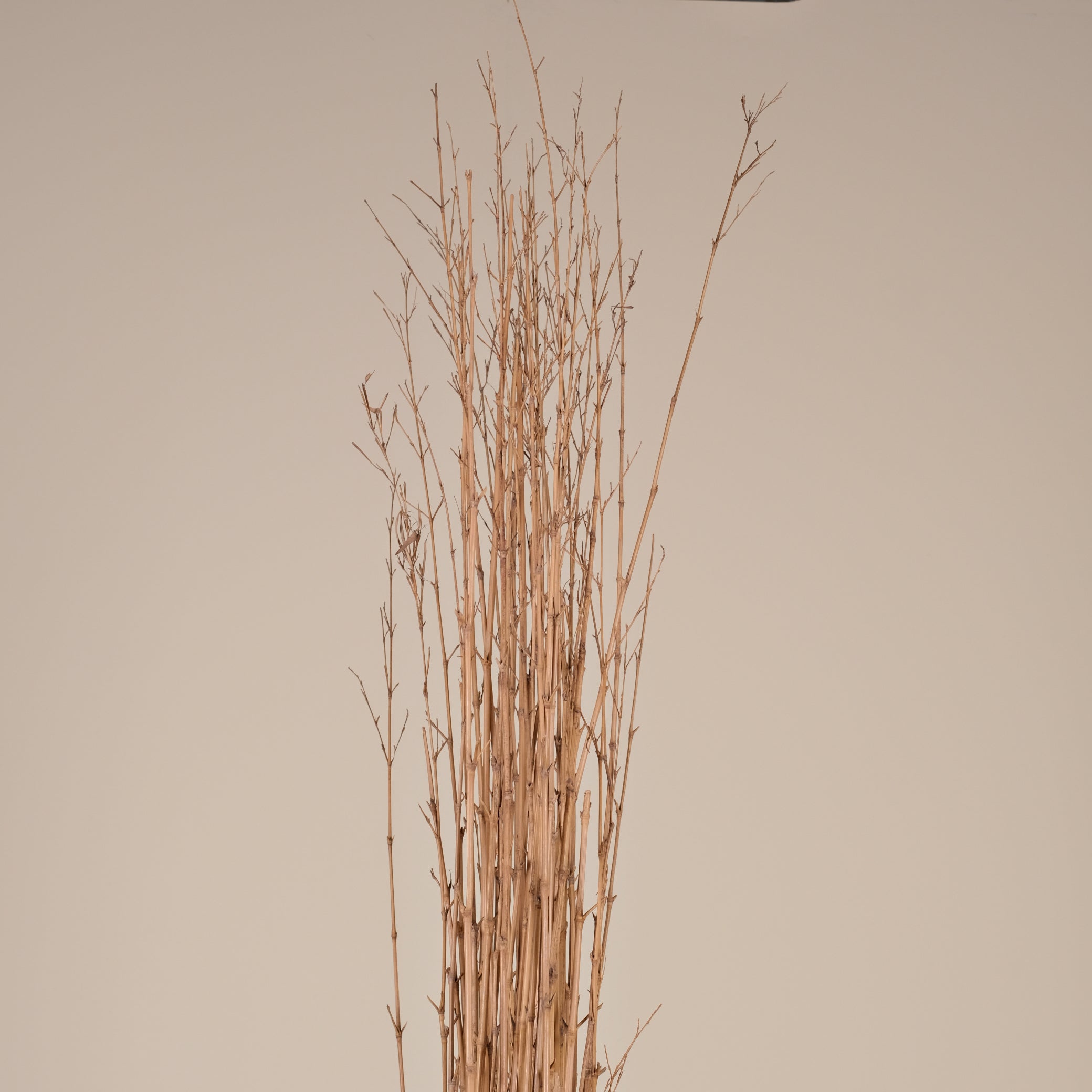 TEAK FOSSIL SEPARATOR