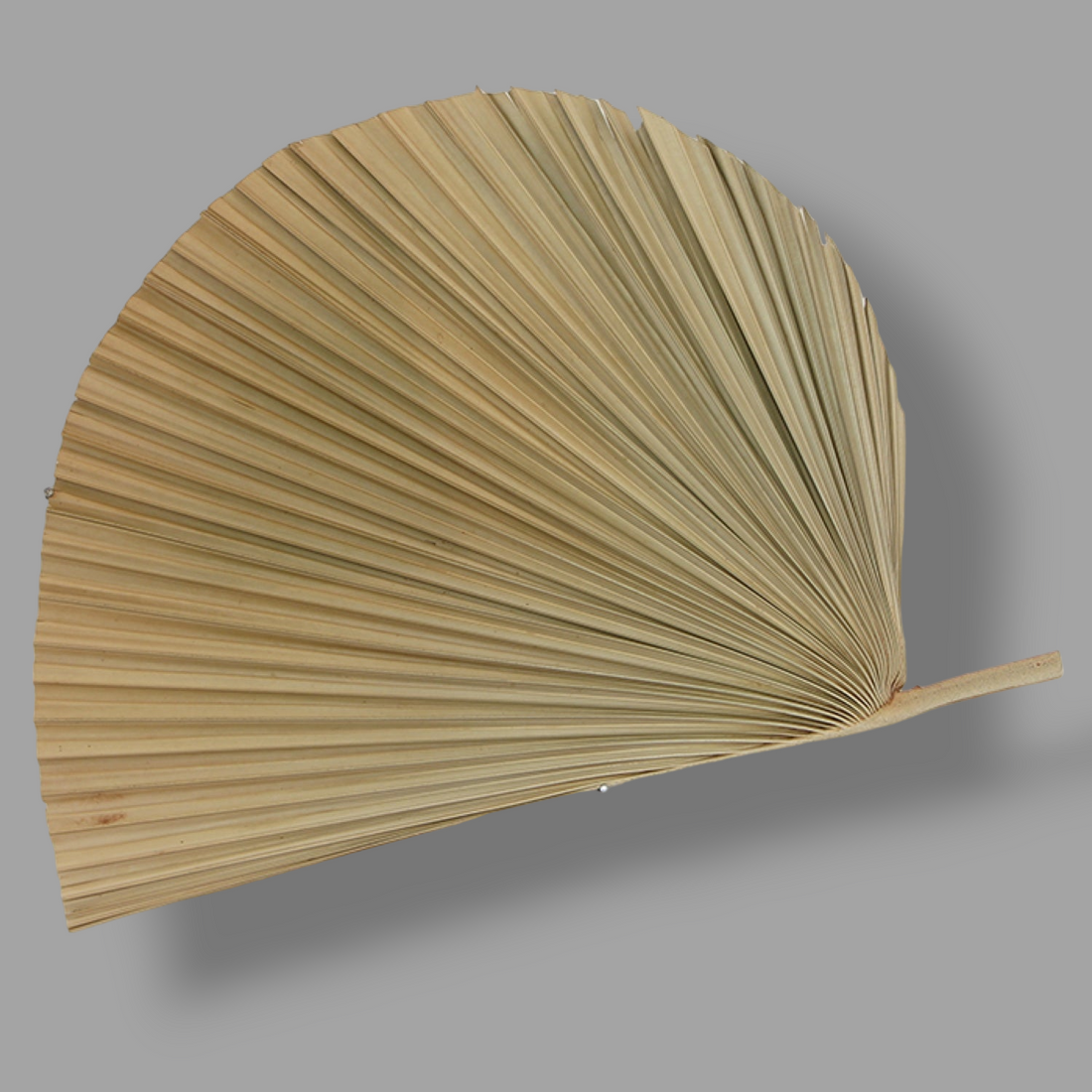DECORATIVE PALM FAN