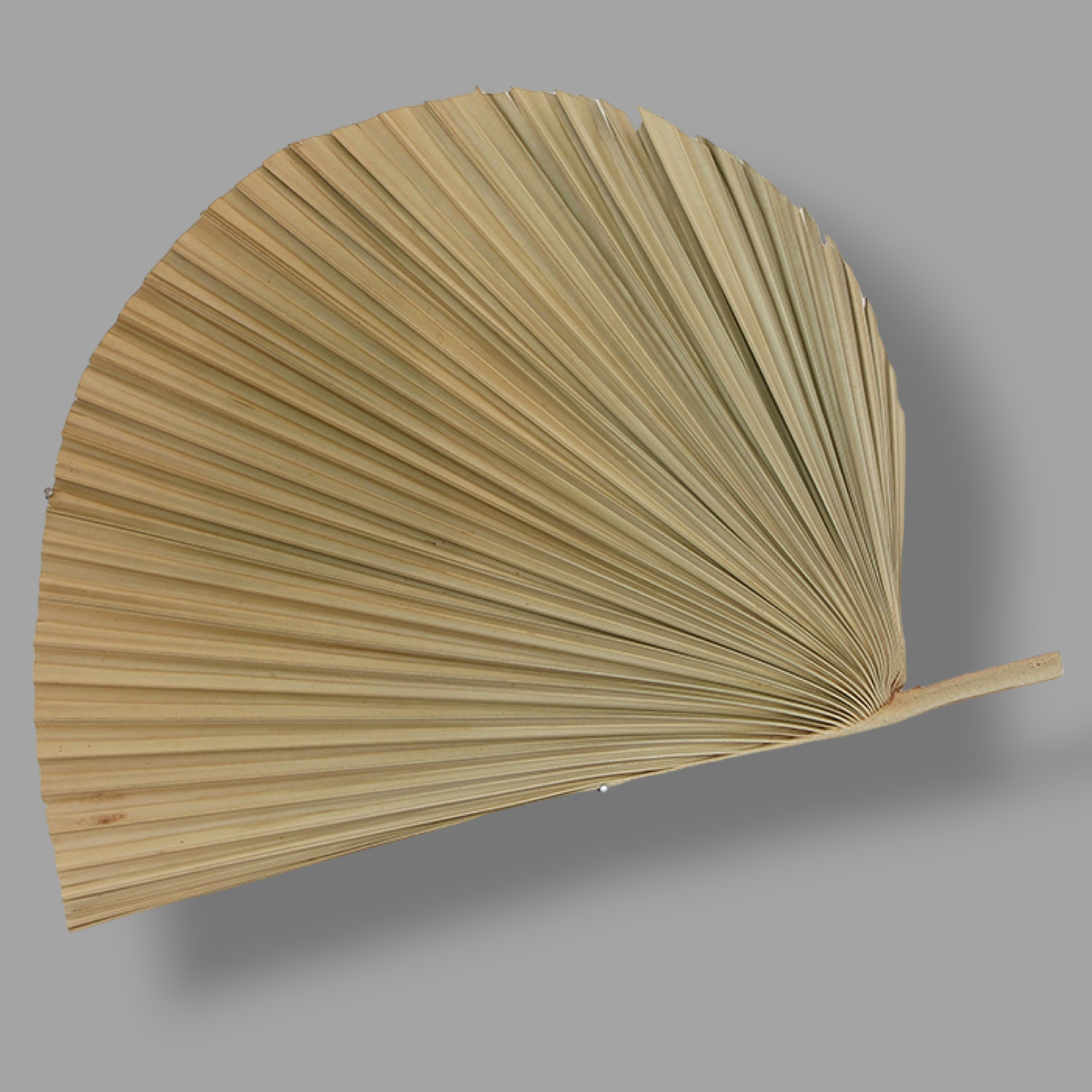 DECORATIVE PALM FAN
