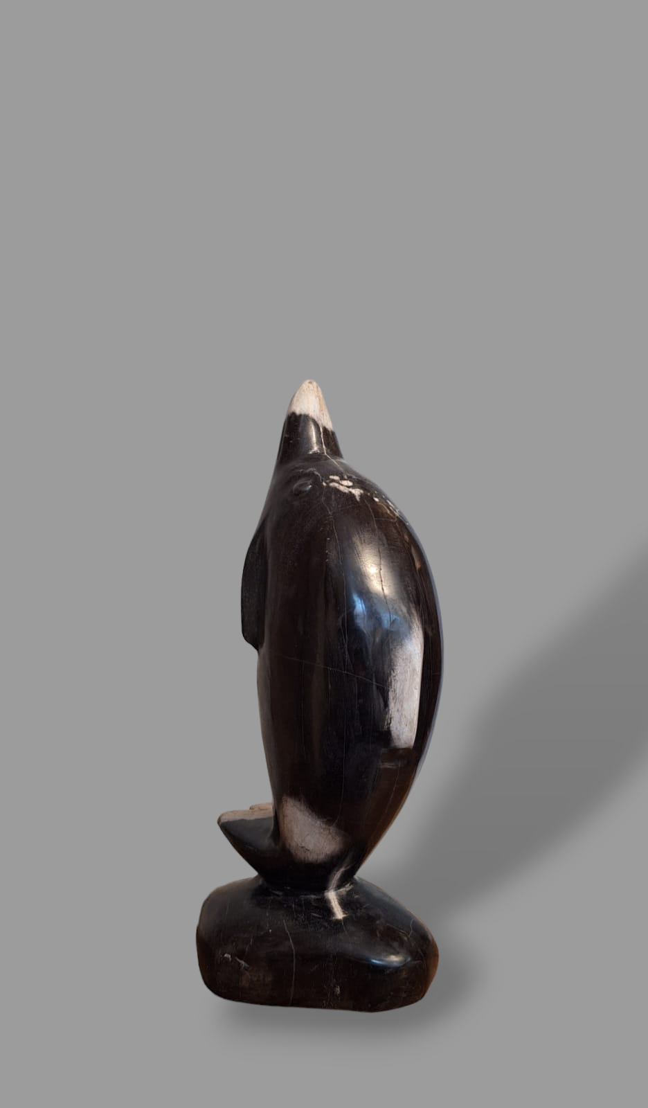 FOSSIL DOLPHIN