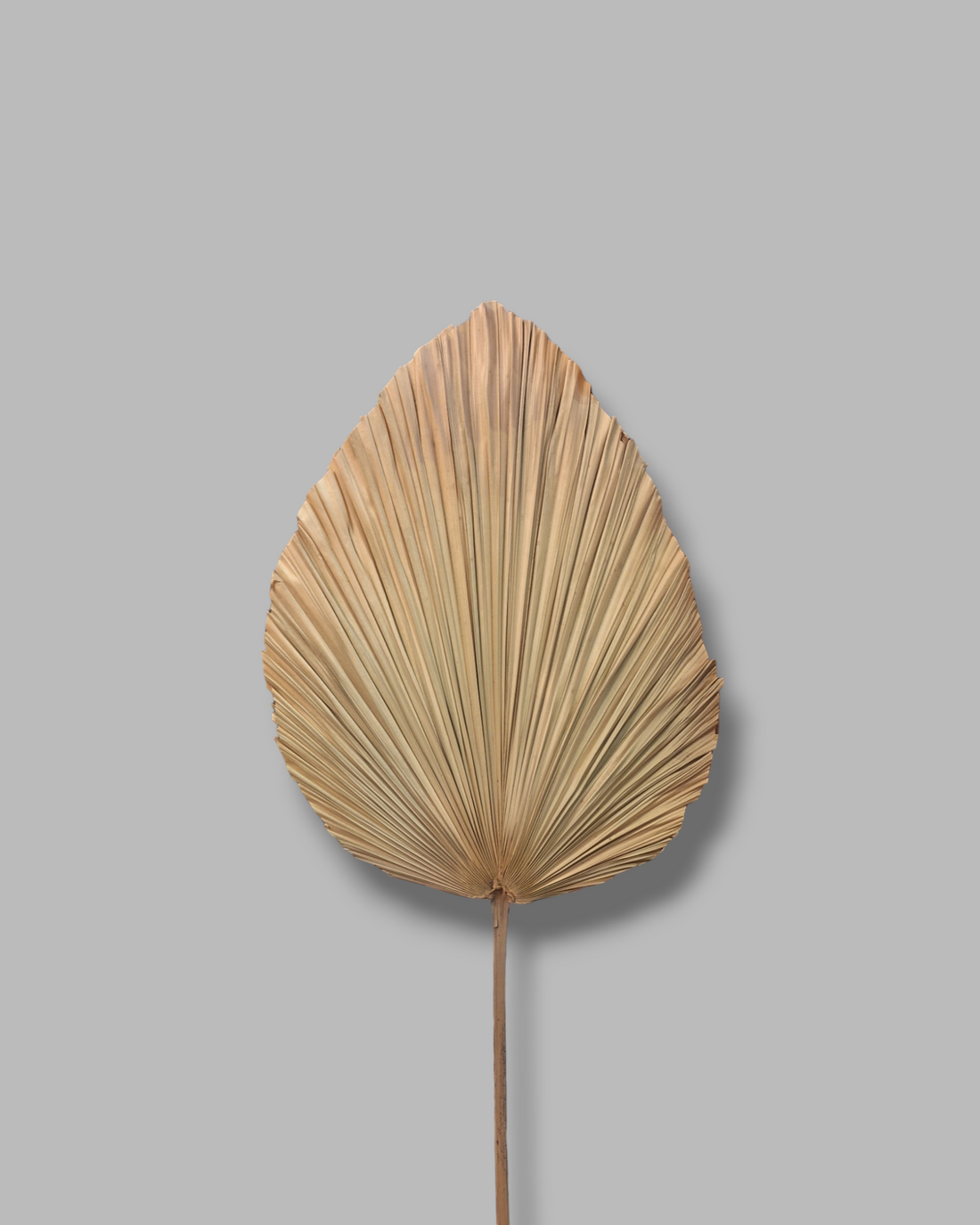 PALM SMALL LEAF