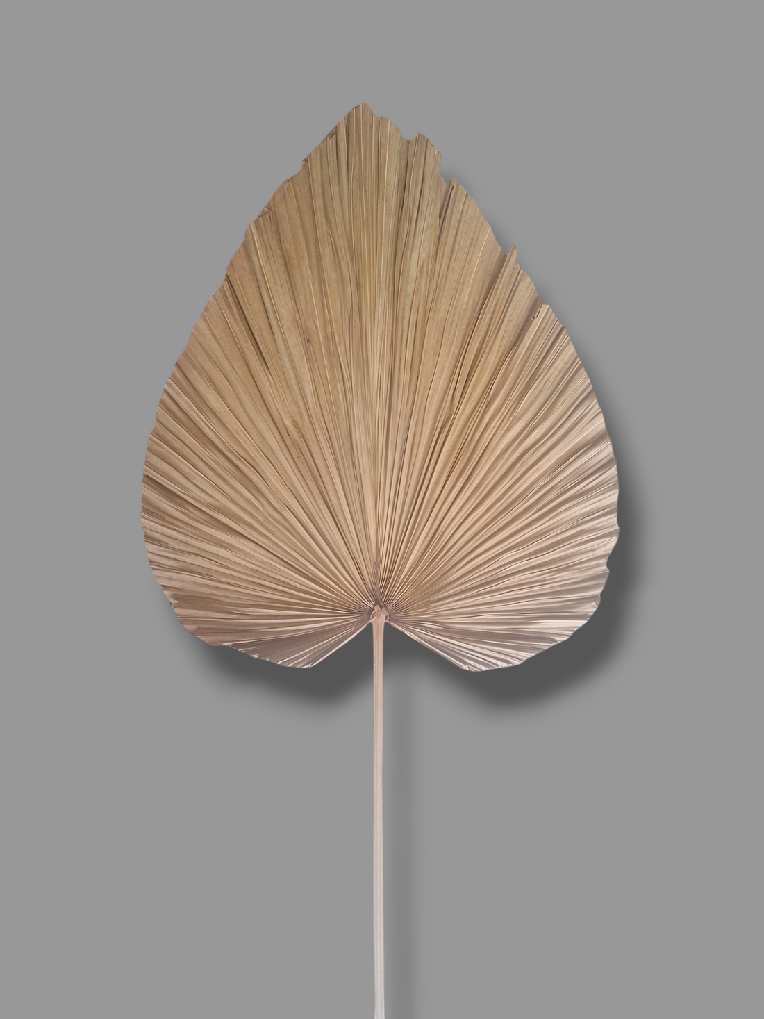 PALM LARGE LEAF
