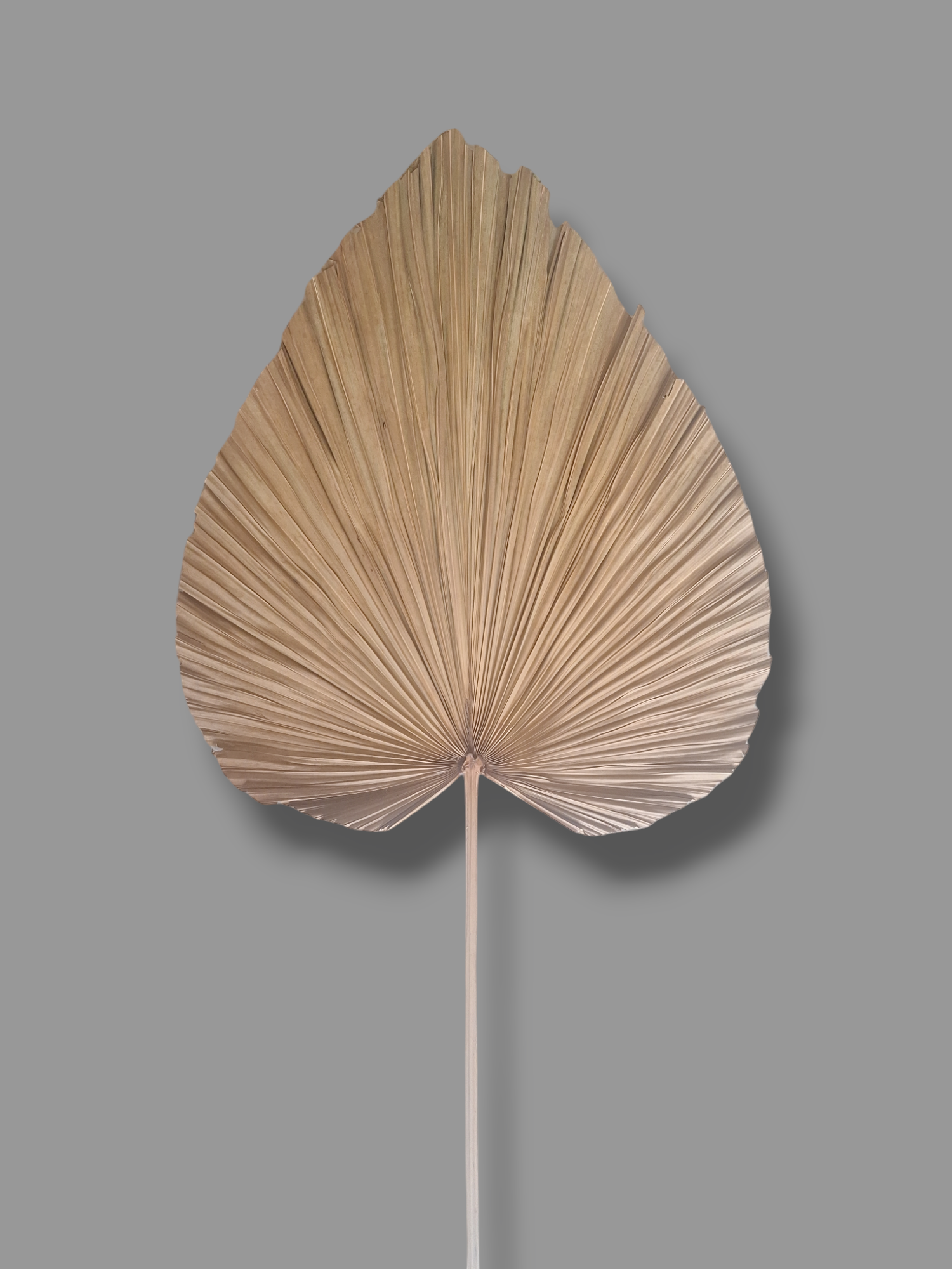 PALM LARGE LEAF