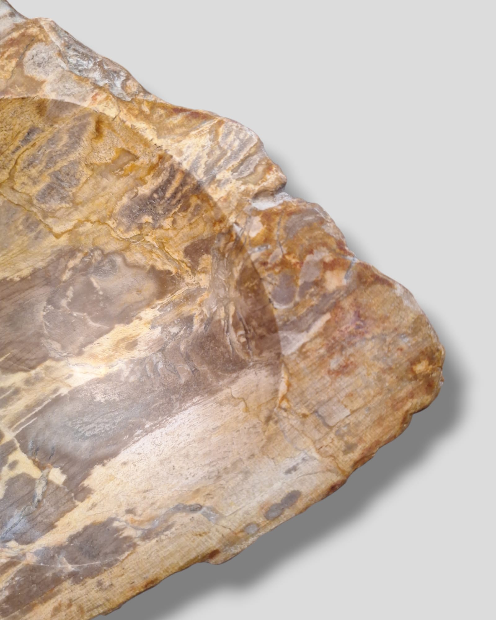 FOSSIL BOWL
