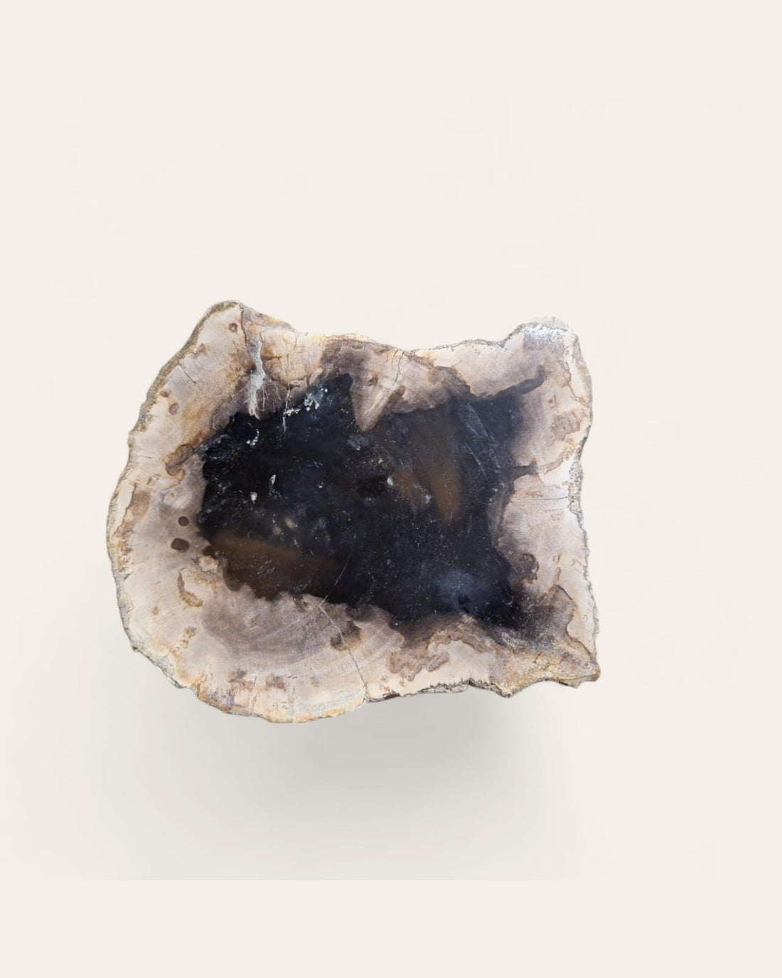 FOSİL SUNUM TABAĞI