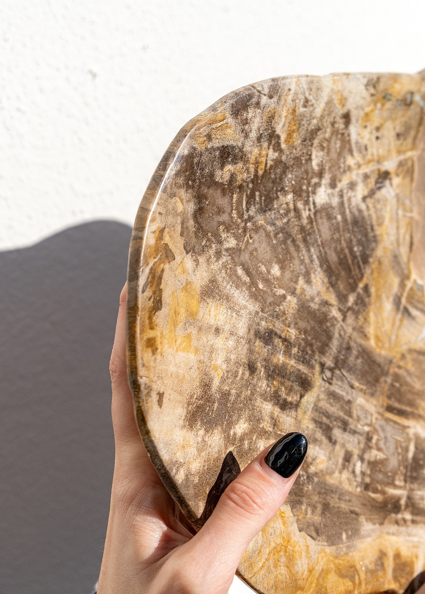 FOSİL SERVİS TABAĞI 006