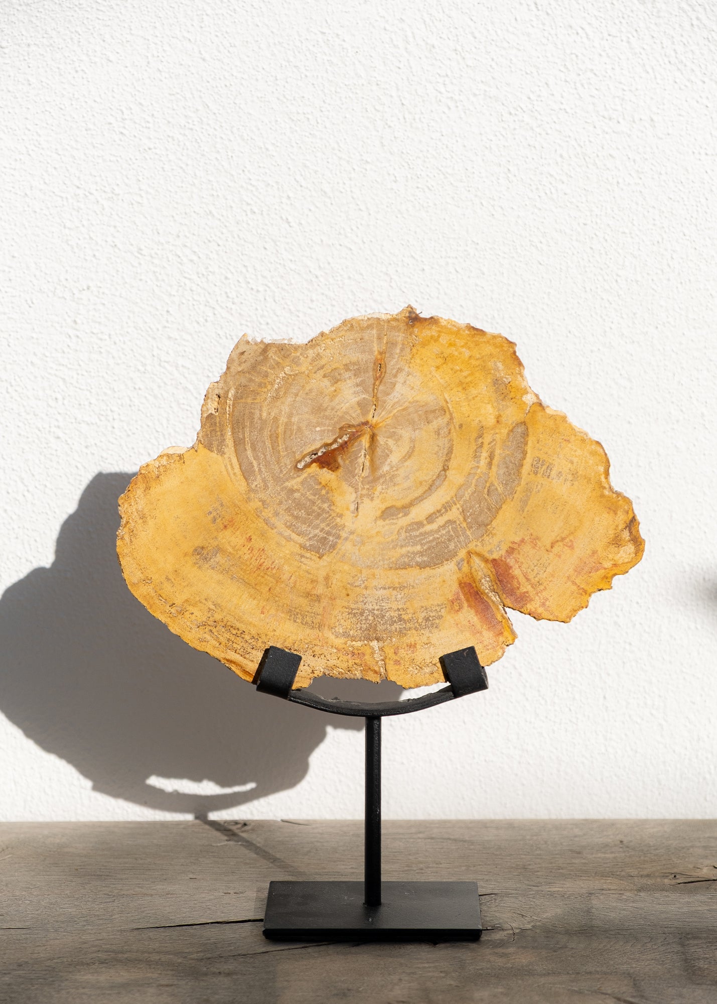 STANDLI FOSİL RİNG