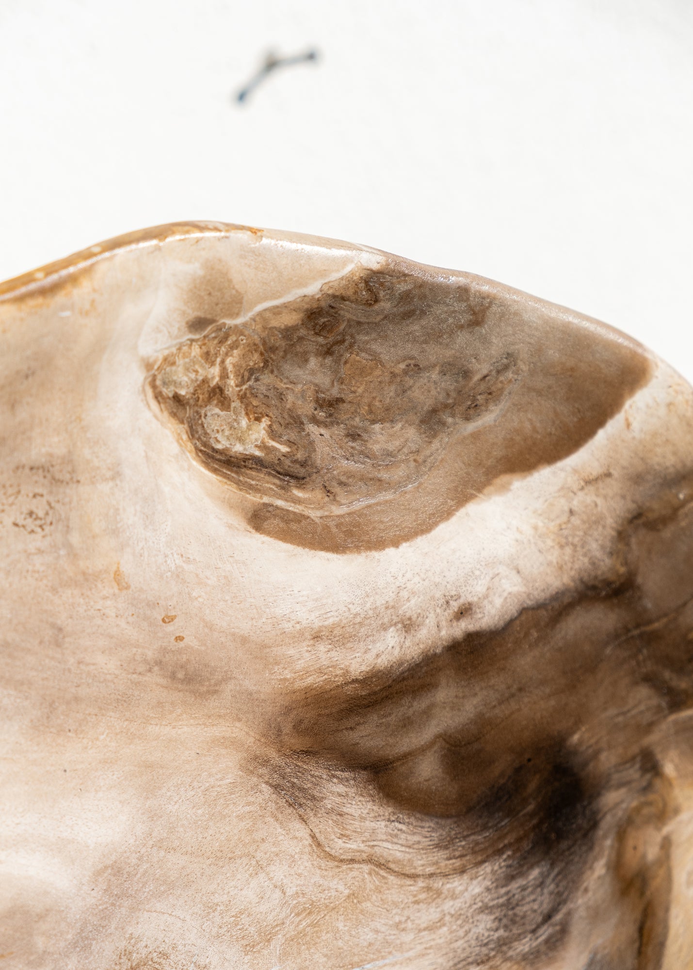 FOSİL SERVİS TABAĞI 002