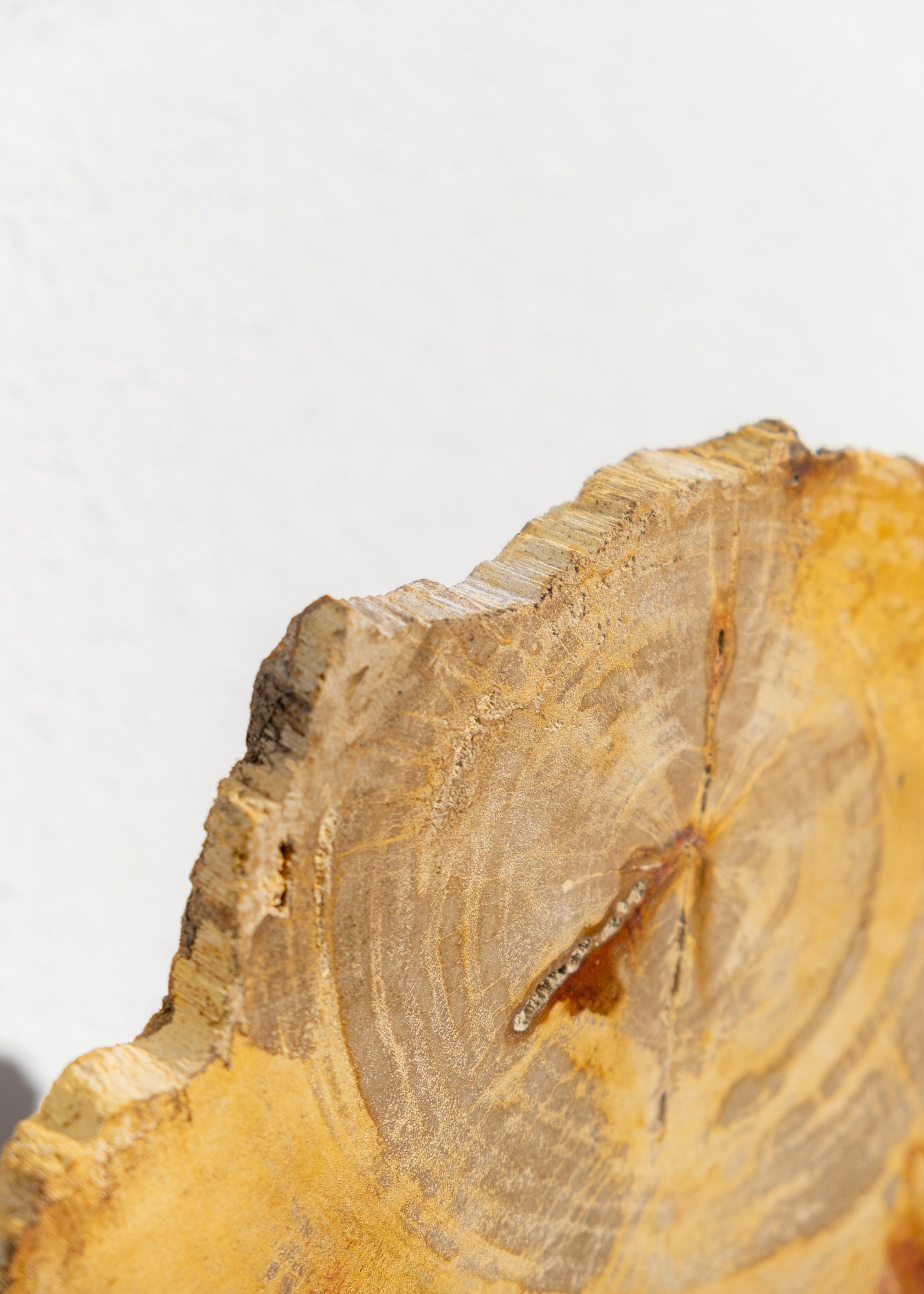 STANDLI FOSİL RİNG