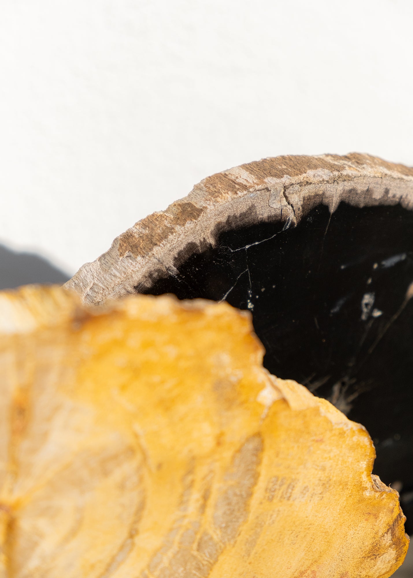 STANDLI FOSİL RİNG